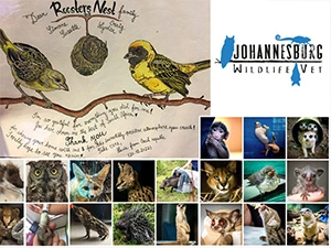 Johannesburg Wildlife Vet